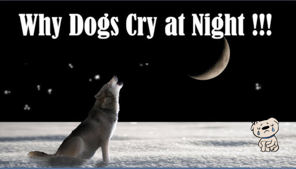 Why are street dogs crying at night in front of our house?