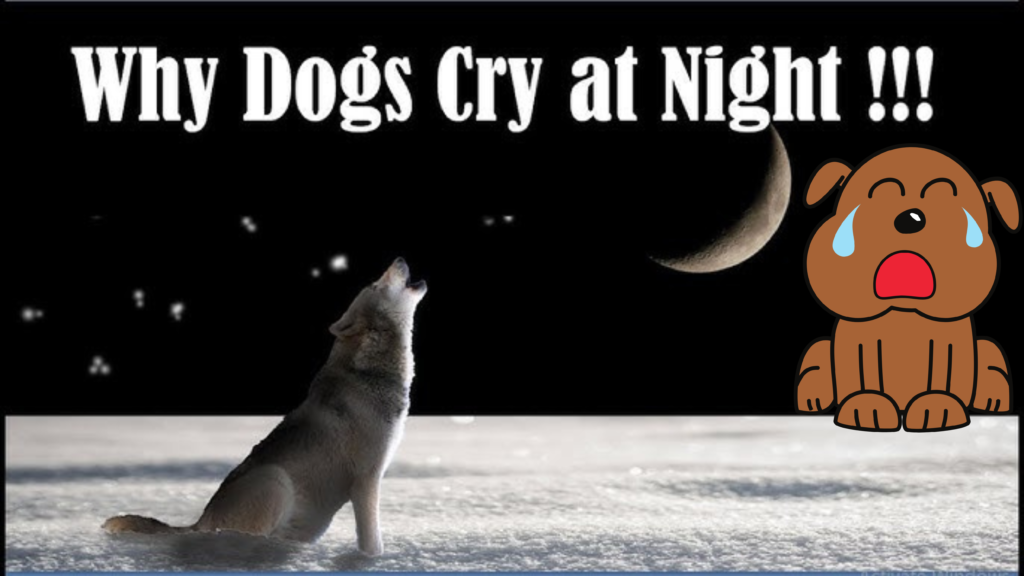 Why Street Dogs Cry at Night